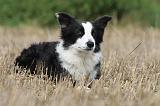 BORDER COLLIE 768